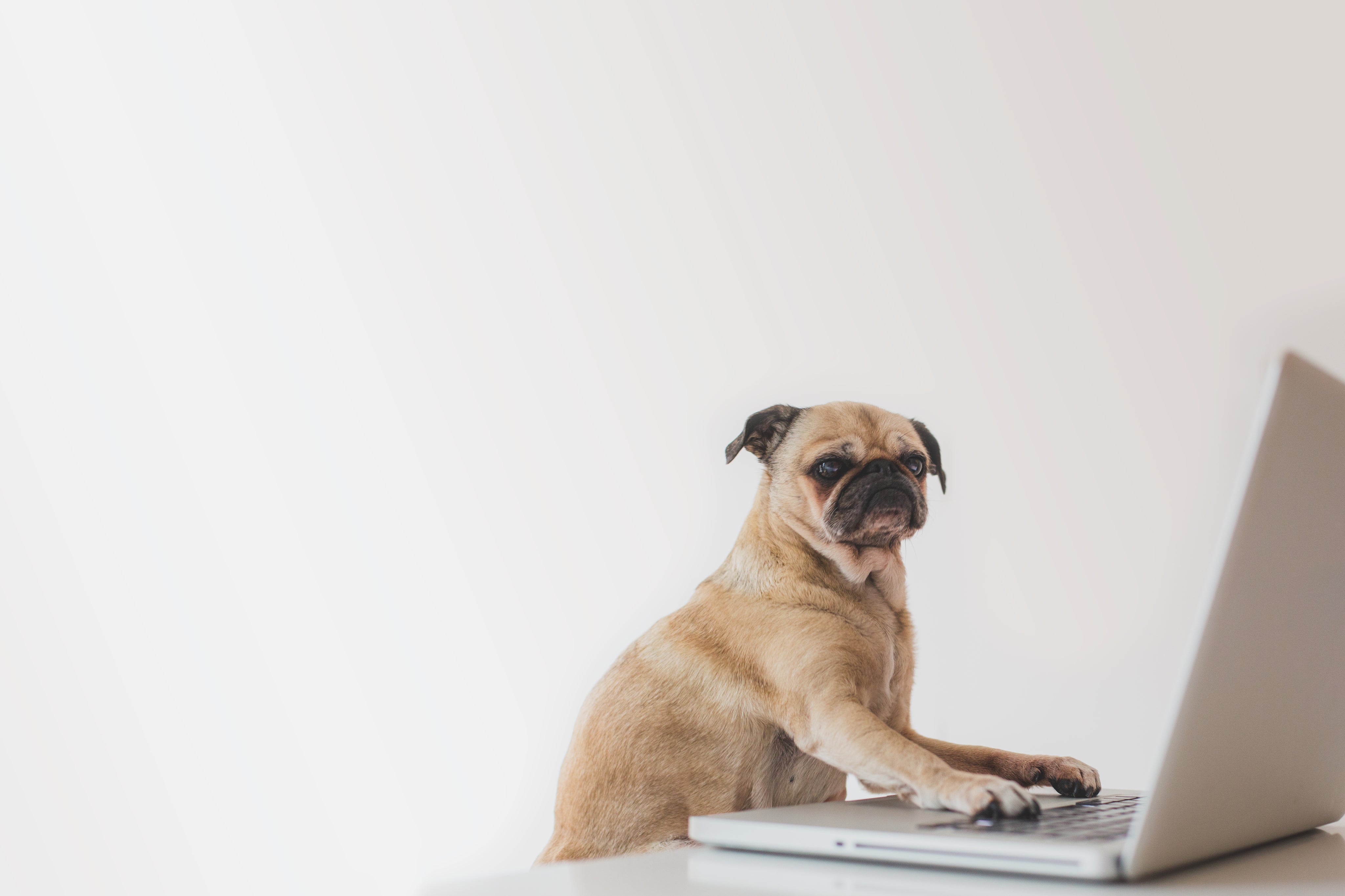 files/business-pug-working-on-laptop.jpg